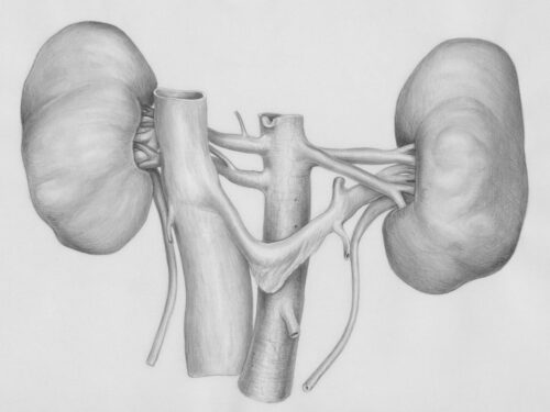 Anatomisk illustrasjon av begge nyrer med blodårer og urinledere